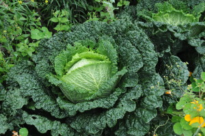 Sept 2012 savoy cabbage