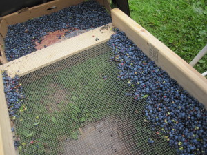 2013 Oct blueberries