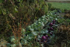 Nov 2008  cabbage